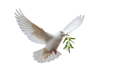 White dove flying with olive branch symbol of peace freedom hope faith and spirituality illustration image
