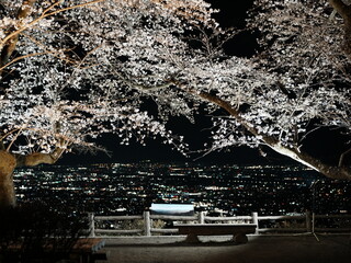 夜桜と夜景