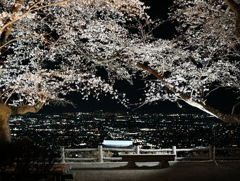 夜桜と夜景