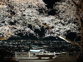 夜桜と夜景