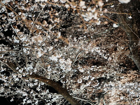 夜桜