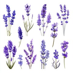 Naklejka premium An array of lavender flowers, with their vibrant purple hues, are arranged together creating a visual symphony