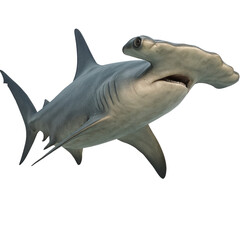 Hammerhead shark