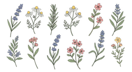 Delicate Floral Illustration Set Featuring Lavender, Chamomile, and Other Wildflowers for Decorative Use in Botanical Designs