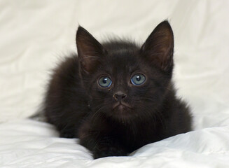 a charming little black kitten with bright blue eyes, lying on a white background. 