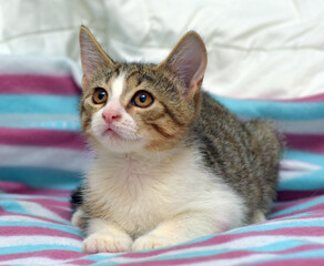 a cute kitten with a white chest and paws, as well as brown-gray striped coloring on the back and head.  