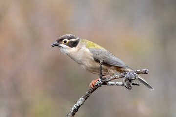 Brown Headed Honeyeater Perched on Branch in the Wild