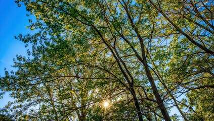 Obraz premium A view looking up at tree branches with green leaves against a bright blue sky and sunlight shining through them
