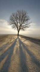 Solitary Tree Silhouetted at Sunset