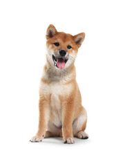 Cute Shiba Inu dog sitting on white background