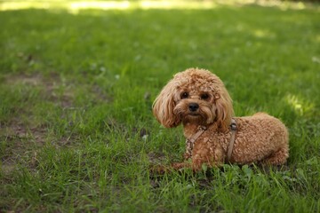 Cute little dog lying on green grass outdoors. Space for text