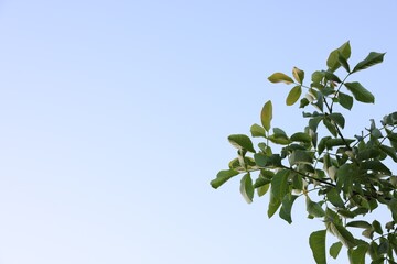 Beautiful tree branches with green leaves against sky, low angle view. Space for text