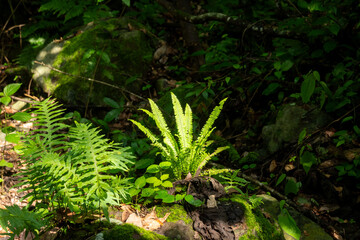 Cuautitlán de García Barragán