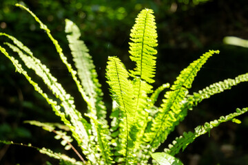Cuautitlán de García Barragán