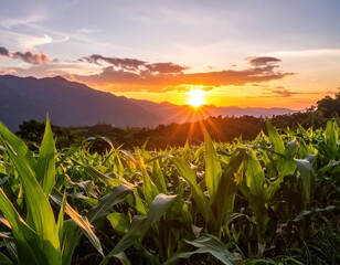 Sunset over cornfield