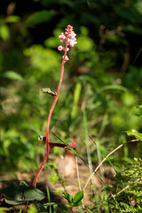 Cuautitlán de García Barragán