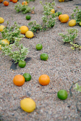 Fresh citrus fruits spread over pebble garden soil