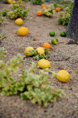 Colorful citrus fruits scattered on dry gravel ground