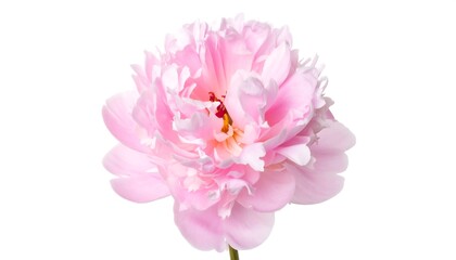 Fototapeta premium Close-up of a delicate pink peony