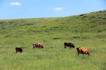 A herd of cattle on the prairie