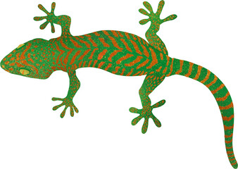 Lizard Illustration (도마뱀 일러스트)