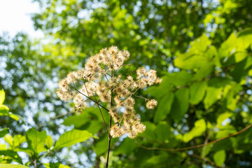 Cuautitlán de García Barragán