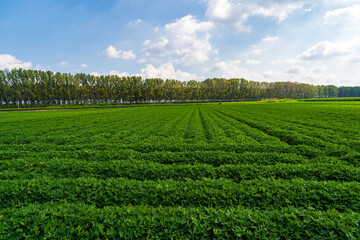 The peanut field is in the blue sky and white clouds