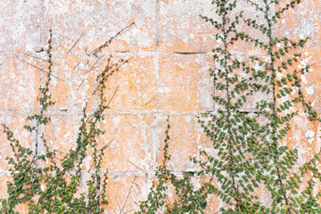 レンガ壁を這うフィカス・プミラ　Ficus pumila
