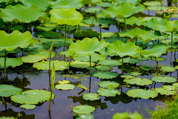 A close-up photo of lotus leaves growing lushly in a pond in early summer.