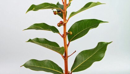 Fototapeta premium Close-up of a bay leaf plant stem with leaves and berries.