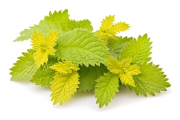Vibrant Green Nettle Leaves Close Up Studio Shot