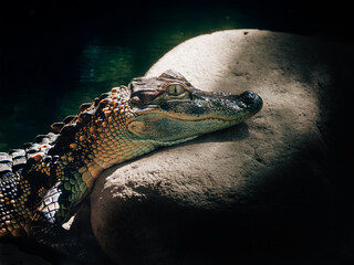 crocodile in the water