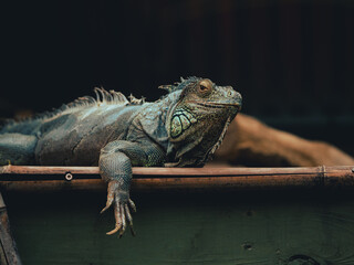 iguana on the tree