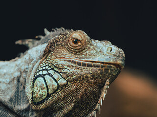 close up of iguana