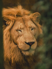 Obraz premium close up portrait of a lion