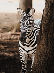 zebra in the zoo