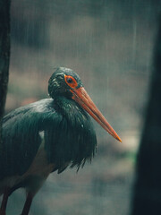 yellow billed stork