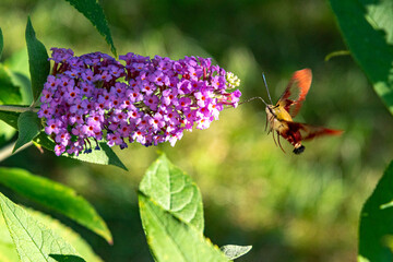 Clearwing hummingbird moth feeding from purple butterfly bush flowers
