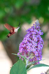 Clearwing hummingbird moth with extended proboscis feeding from purple flowers of butterfly bush