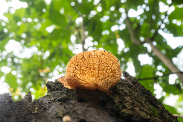 Cuautitl&aacute;n de Garc&iacute;a Barrag&aacute;n