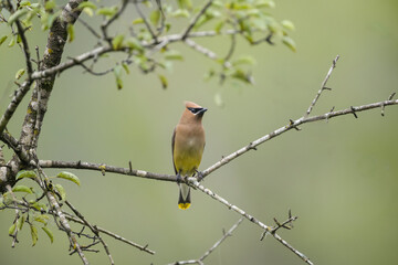 one cedar waxwing perched on a branch facing forward with overhanging green leaves