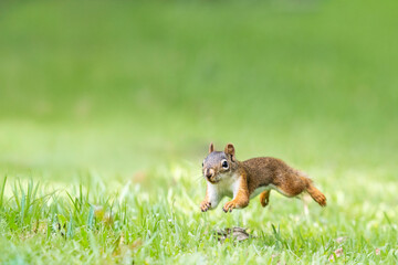 red squirrel leaping through the grass
