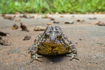 wide angle macro portrait of an american toad
