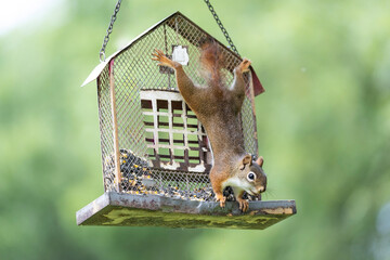 comical red squirrel hanging from a feeder