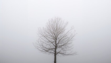 Solemn lone bare tree silhouette in dense fog against a soft white sky