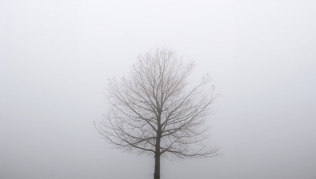 Solemn lone bare tree silhouette in dense fog against a soft white sky