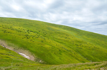 Naklejka premium Grassy hillside covered in low lying green shrubs under a cloudy sky. A narrow dirt path winds its way up the hill toward the distant ridge. Carpathian Mountains, Ukraine