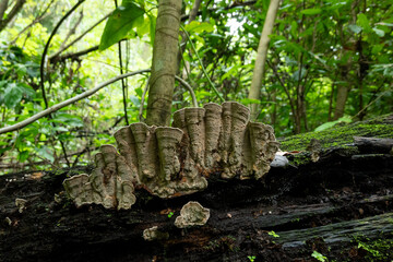 Cuautitl&aacute;n de Garc&iacute;a Barrag&aacute;n