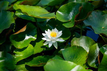 Close-up photo of white lotus flowers blooming in a pond in early summer.