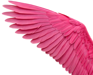 Majestic Pink Wing with Detailed Feather Texture Isolated Against Black Background for Art and Design Concepts
